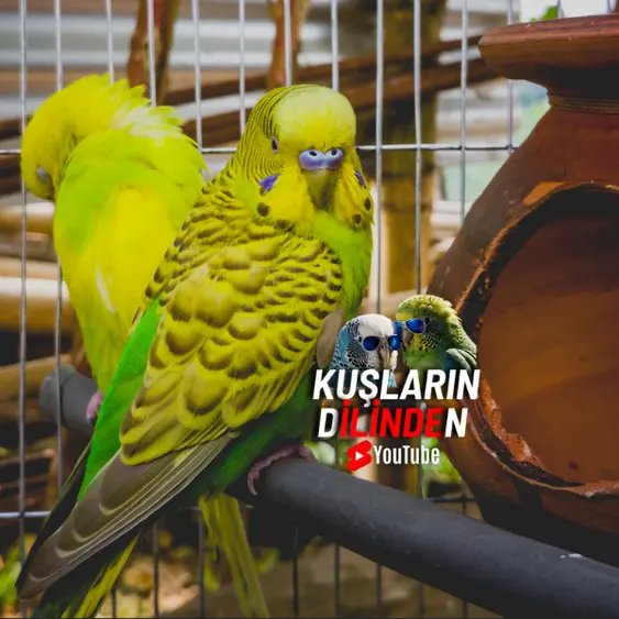 Muhabbet Kuşu Hangi Odada Olmalı? 3 Muhabbet Kuşu Hangi Odada Olmalı