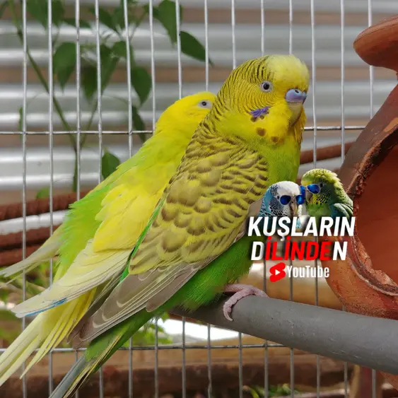 Muhabbet Kuşu Hangi Odada Olmalı? 2 Muhabbet Kusu Hangi Odada Olmali3
