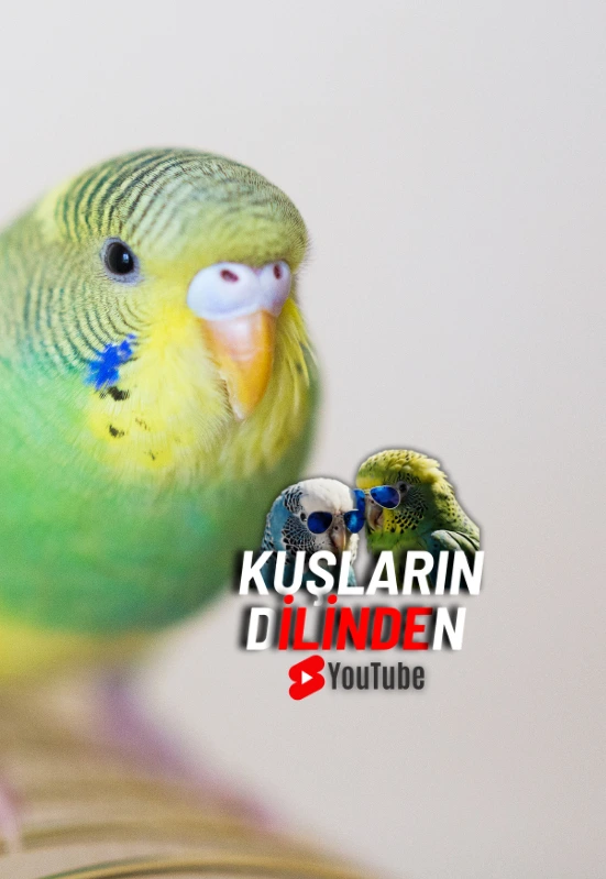 Muhabbet Kuşlarında İç Parazitler Belirtiler, Nedenler ve Tedavi Yöntemleri 2 Muhabbet Kusu Ic parazit kuslarindilinden2