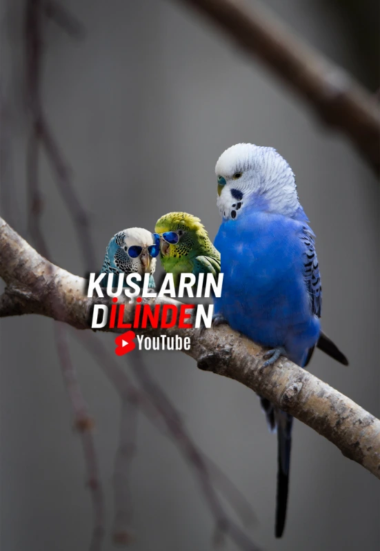 Muhabbet Kuşu İsim Önerileri, En Güzel ve Popüler İsimler 2 Muhabbet Kusu Isim Onerileri En Guzel ve Populer Isimler