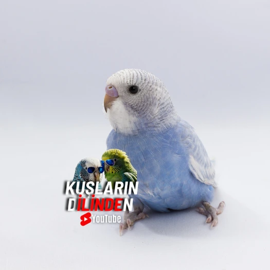 Muhabbet Kuşu Kaç Yıl Yaşar? 2 Muhabbet Kuşu Kaç Yıl Yaşar?