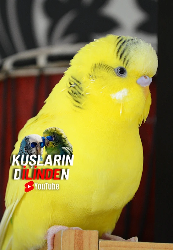 Muhabbet Kuşu Konuşturma Eğitimi, Adım Adım Rehber 4 Muhabbet Kusu Konusturma Egitimi Adim Adim Rehber1