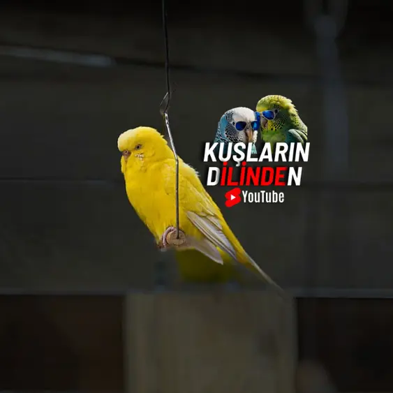 Muhabbet Kuşu Ne Kadar Sürede Eve Alışır? 2 Muhabbet Kuşu Ne Kadar Sürede Eve Alışır
