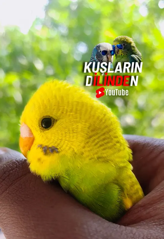 Muhabbet Kuşu Sahiplenirken Yapmamanız Gerekenler 2 Muhabbet Kusu Sahiplenirken Yapmamaniz Gerekenler2