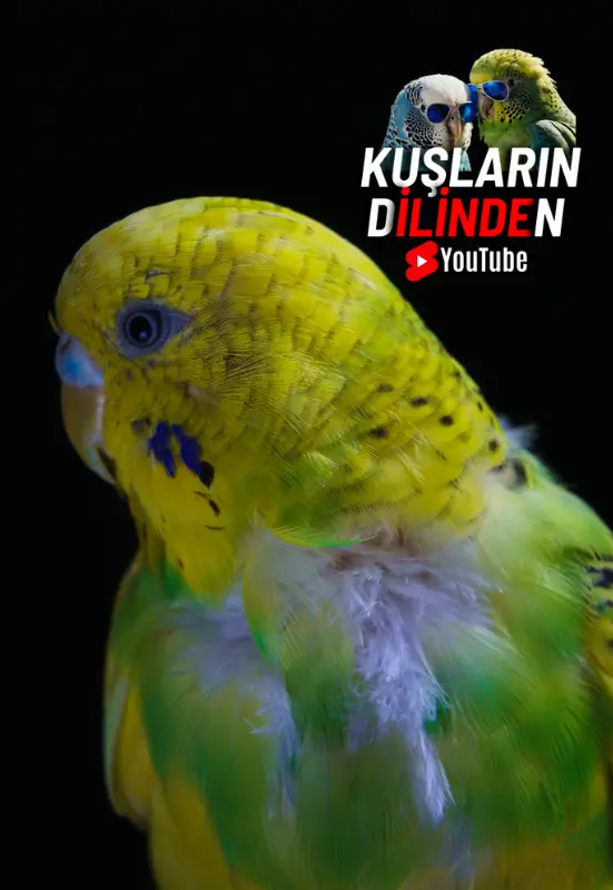 Muhabbet Kuşu Tüy Hastalıkları Belirtiler ve Tedavi Yöntemleri 2 Muhabbet Kusu Tuy Hastaliklari Belirtiler ve Tedavi Yontemleri kuslarindilinden