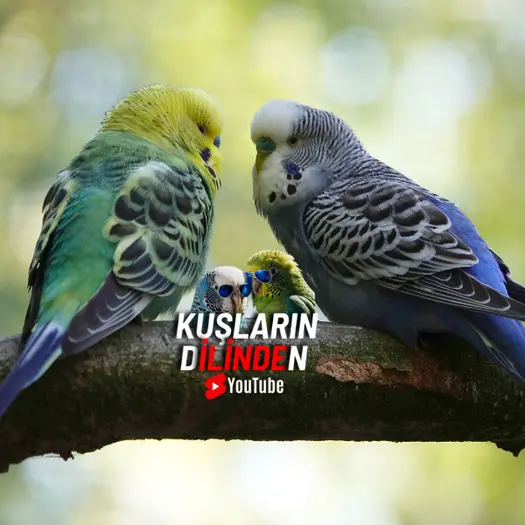 Muhabbet Kuşu 2 Muhabbet Kuşu