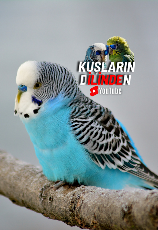 Muhabbet Kuşum Tek Kalırsa Ne Olur? 2 Muhabbet Kusum Tek Kalirsa Ne Olur