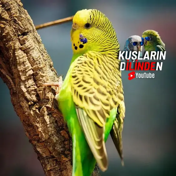 Muhabbet Kuşunun Korktuğu Nasıl Anlaşılır? 2 Muhabbet Kuşunun Korktuğu Nasıl Anlaşılır?