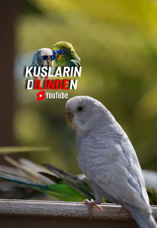 Dişi Muhabbet Kuşu Özellikleri Ve Davranışları Nelerdir ? 2 Muhabbet kusu disi kuslarindilinden