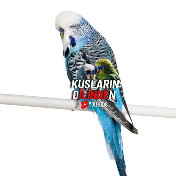 Show Jumbo Muhabbet Kuşu Nedir? 2 Show Jumbo Muhabbet Kuşu Nedir?