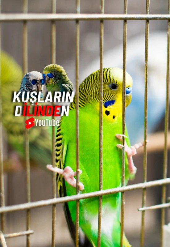 Stresli Muhabbet Kuşlarının Belirtileri Nelerdir? 2 Stresli Muhabbet Kuslarinin Belirtileri Nelerdir