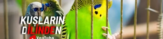 Stresli Muhabbet Kuşlarının Belirtileri Nelerdir?