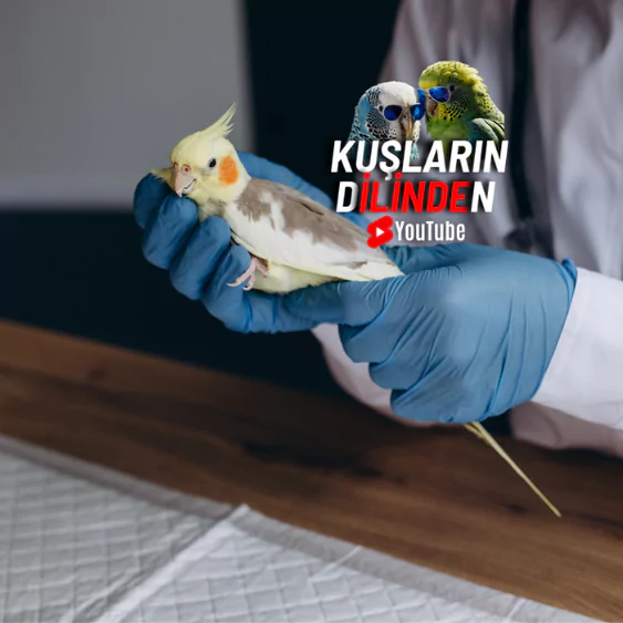 Sultan Papağanı Kuruma Hastalığı 2 Sultan Papağanı Kuruma Hastalığı