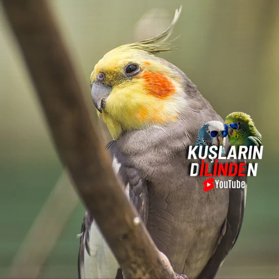 Sultan Papağanı Ne Yer?