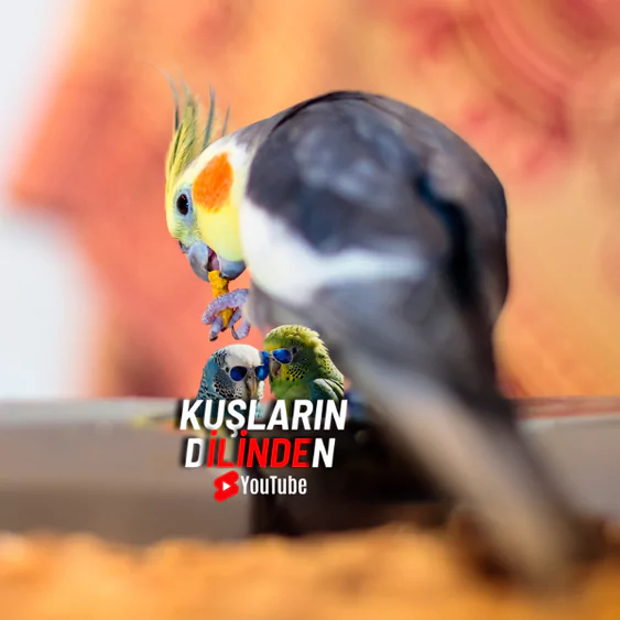 Sultan Papağanı Ne Zaman Konuşmaya Başlar?