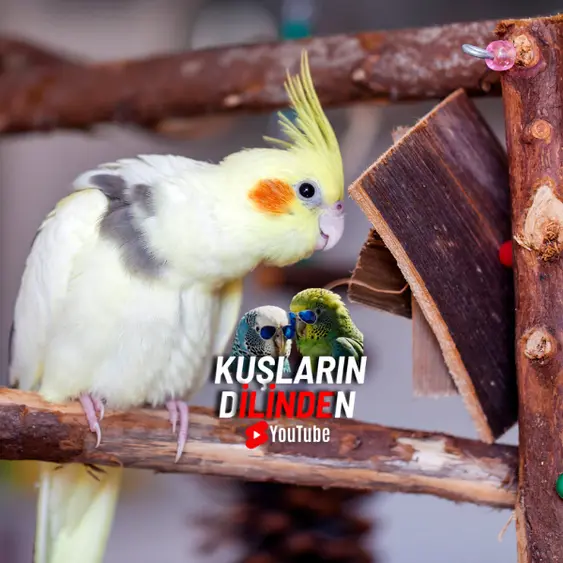 Sultan Papağanı 2 Sultan Papağanı
