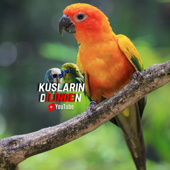 Sun Conure Güneş Papağanı 2 Sun Conure Papağanı