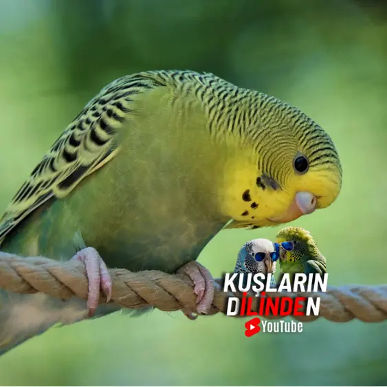 Yavru Muhabbet Kuşu Eve İlk Geldiğinde Ne Yapılmalı 2 Yavru Muhabbet Kuşu Eve İlk Geldiğinde Ne Yapılmalı