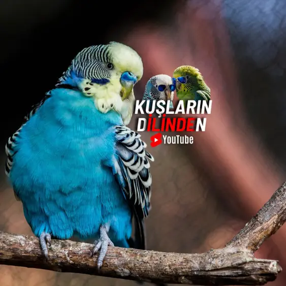 Yeni Alınan Muhabbet Kuşu Nasıl Bakılır 2 Yeni Alınan Muhabbet Kuşu Nasıl Bakılır