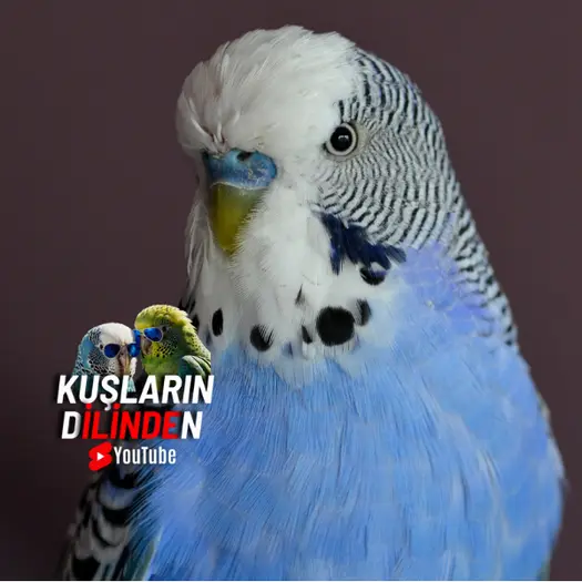 Muhabbet Kuşlarında Tüy Tüpleri Sağlıklı Tüy Dökümü İçin Bilmeniz Gereken Her Şey