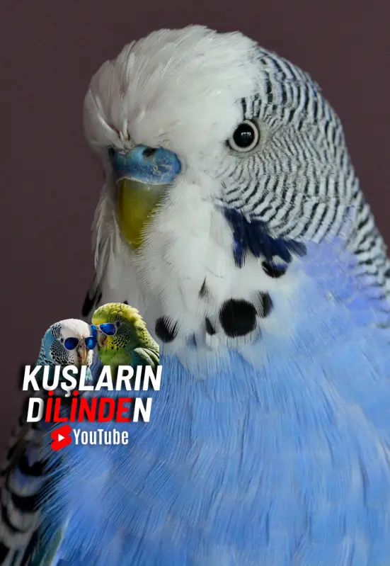 Muhabbet Kuşlarında Tüy Tüpleri Sağlıklı Tüy Dökümü İçin Bilmeniz Gereken Her Şey 2 httpswww.kuslarindilinden.commuhabbet kuslarinda tuy tupleri saglikli tuy dokumu icin bilmeniz gereken her sey↗2