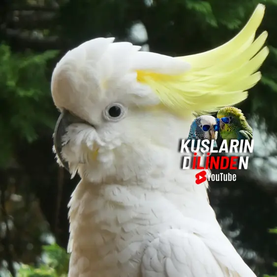 Kakadu Papağanı Kaç Yıl Yaşar? 3 Kakadu Papağanı Kaç Yıl Yaşar?