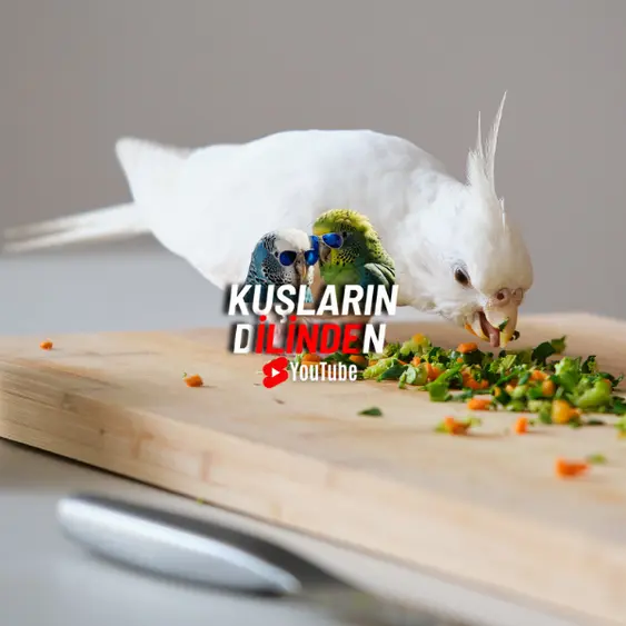 Evcil Kuş Beslenmesi