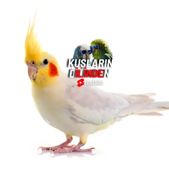 Kuş Sahiplenme Süreci 3 Kuş Sahiplenme Süreci