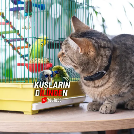 Evde Kedi ve Muhabbet Kuşu Bir Arada Beslemek Mümkün Mü? 2 Evde Kedi ve Muhabbet Kuşu Bir Arada Beslemek Mümkün Mü