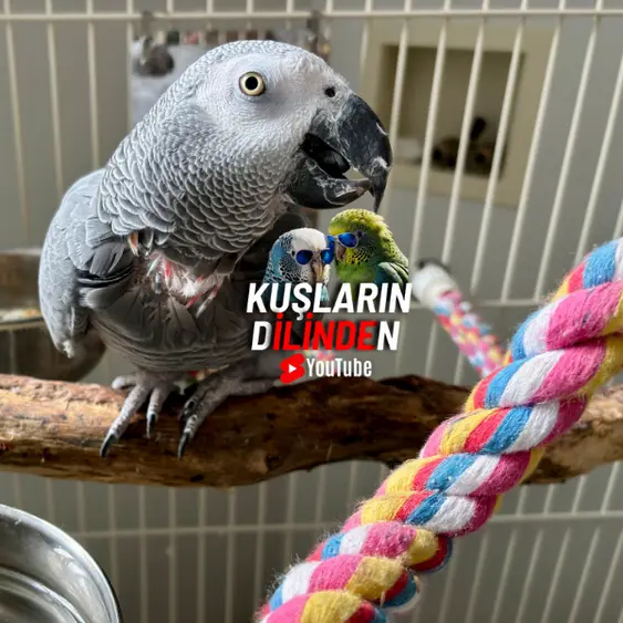 Jako Papağanı Evde Kaç Yıl Yaşar?