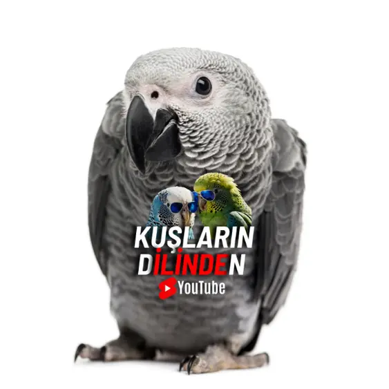 Jako Papağanı Hangi Cinsi Konuşur? 3 Jako Papağanı Hangi Cinsi Konuşur