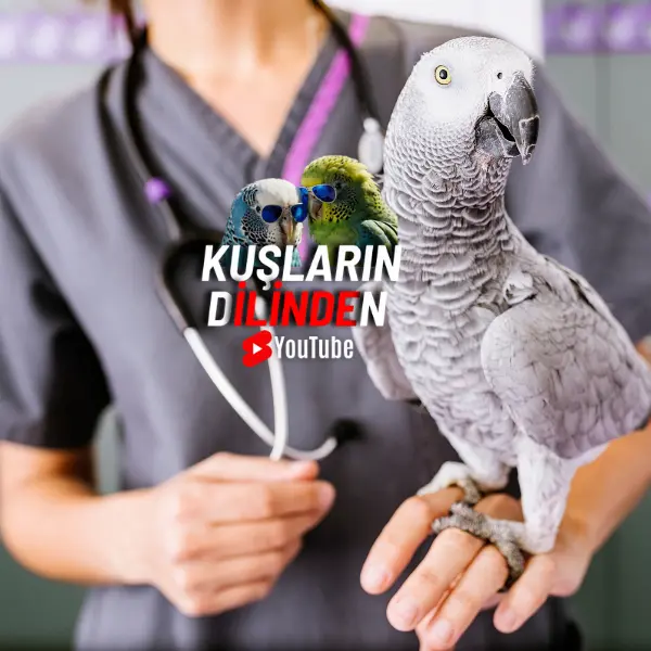 Jako Papağanı Veteriner Kontrolü 2 Jako Papağanı Veteriner Kontrolü