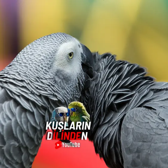 Jako Papağanlarında Üreme ve Jako Üretimi
