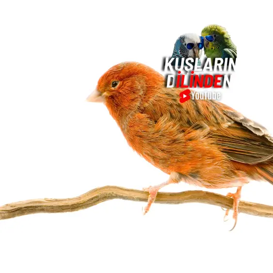 Kanaryalarda Tüy Yolma Problemi