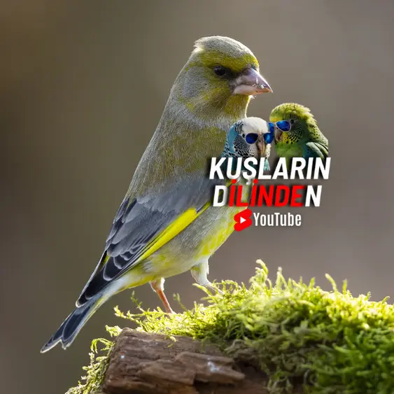 Kanaryaların Tarihi ve Keşfi