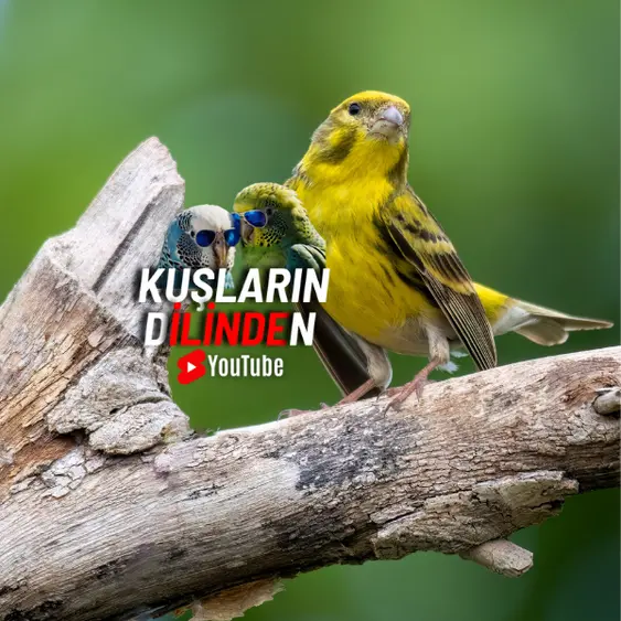 Kanaryaların Tarihi ve Keşfi 2 Kanaryaların Tarihi ve Keşfi