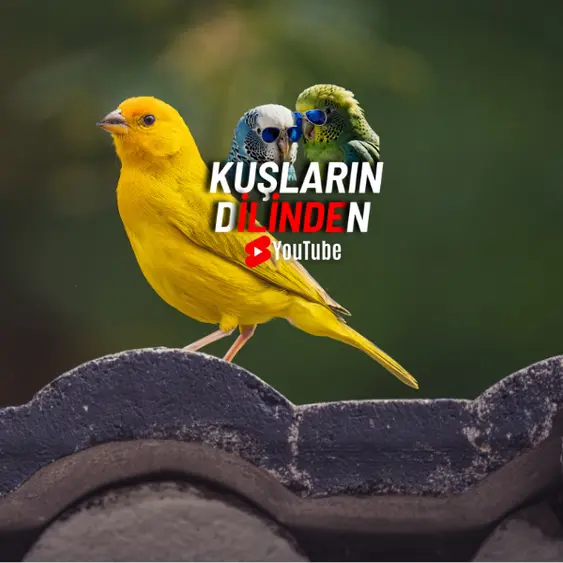 Kanaryaların Tarihi ve Keşfi 3 Kanaryaların Tarihi ve Keşfi