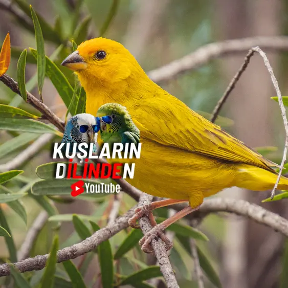 Kanaryaların Tarihi ve Keşfi 4 Kanaryaların Tarihi ve Keşfi