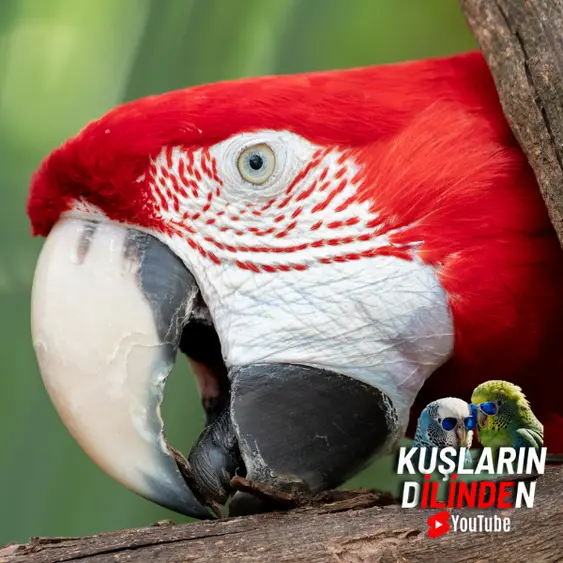 Kırmızı Macaw Ara Macao Papağanı Kaç Yıl Yaşar? 2 Kırmızı Macaw Ara Macao Papağanı Kaç Yıl Yaşar