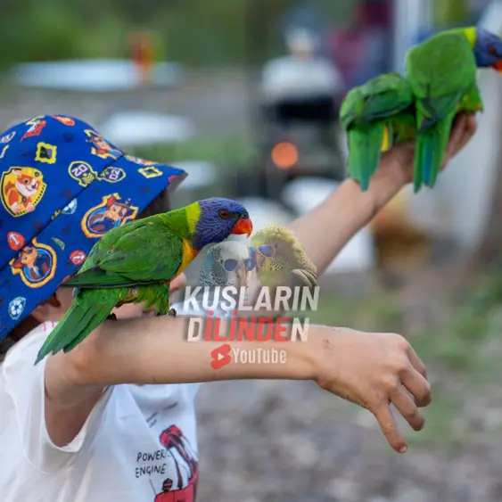 Kuş Davranışları 2 Kuş Davranışları