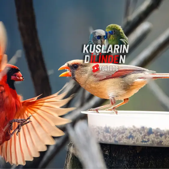 Kuş Davranışları 3 Kuş Davranışları