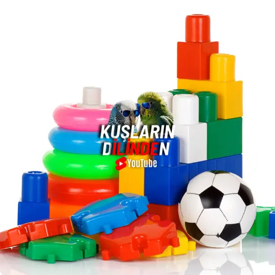 Kuş Eğitimi Oyunları