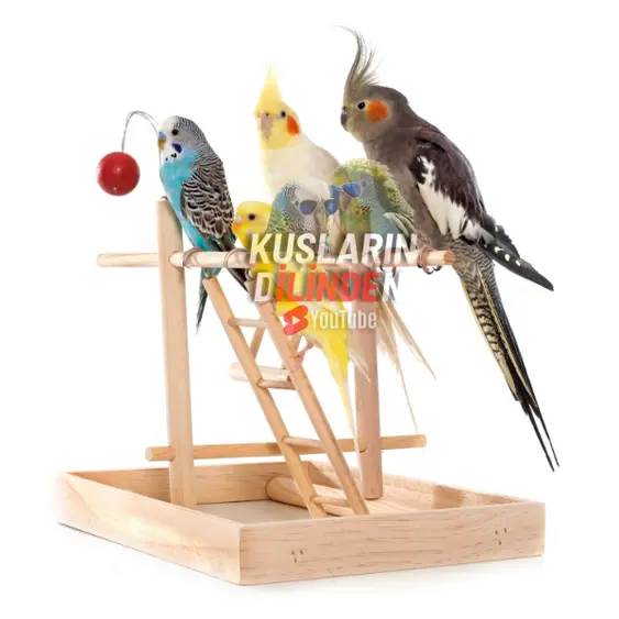 Kuş Oyuncakları ve Zihinsel Uyarım