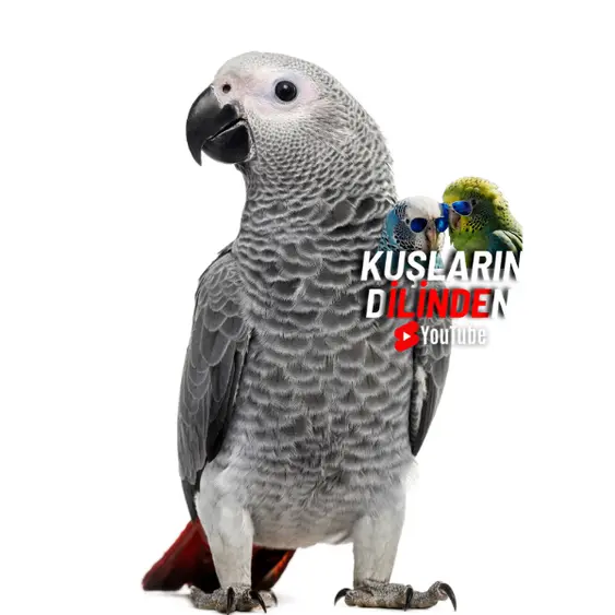Kuş Sahiplenme Süreci 4 Kuş Sahiplenme Süreci hakkında