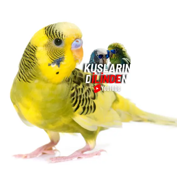 Kuş Sahiplenme Süreci 2 Kuş Sahiplenme Süreci