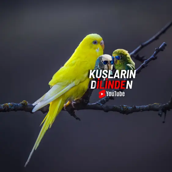 Kuş Yarışmaları