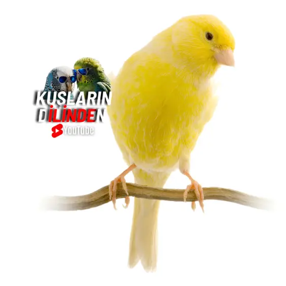 Malinua Kanaryası