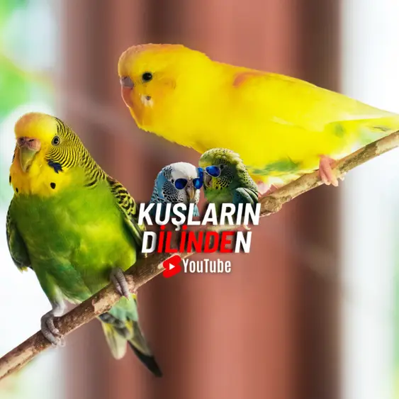 Muhabbet Kuşları Ev İçerisinde Serbest Bırakılmalı mı?