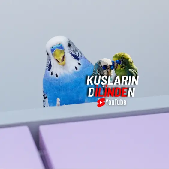 Muhabbet Kuşları Ev İçerisinde Serbest Bırakılmalı mı? 2 Muhabbet Kuşları Ev İçerisinde Serbest Bırakılmalı mı