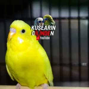 Muhabbet Kuşları Ne Kadar Süre Susuz Kalabilir